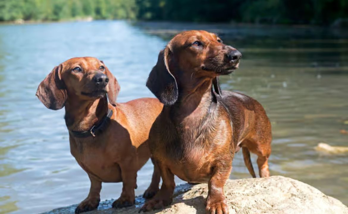 Why Dachshunds Are the Worst Breed to Own: A Candid Look at the Challenges